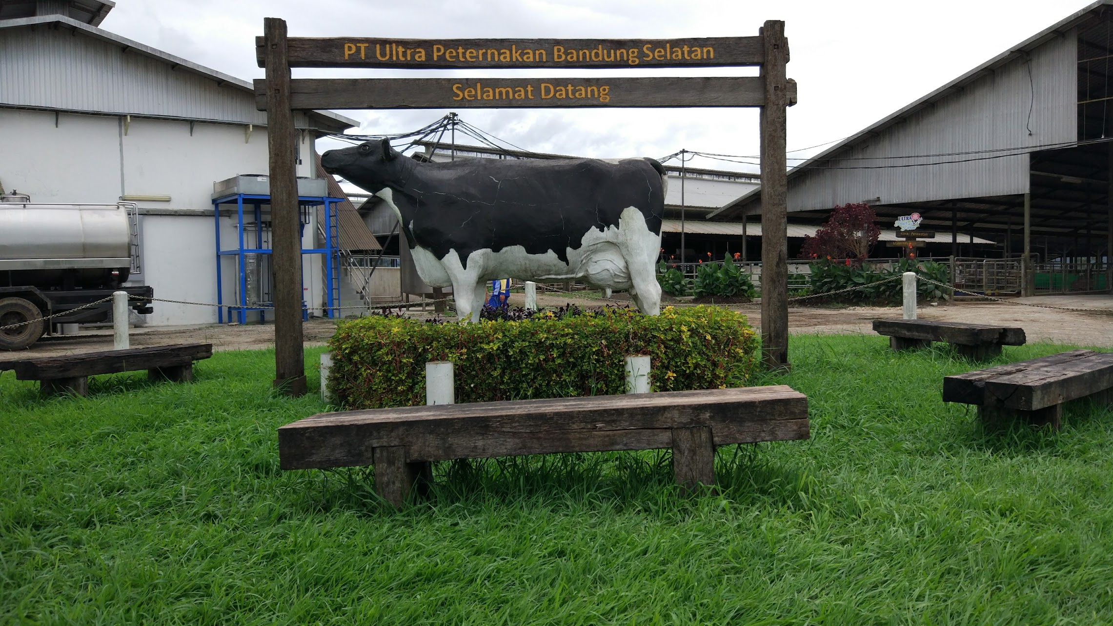 Cattle farm in Pangalengan