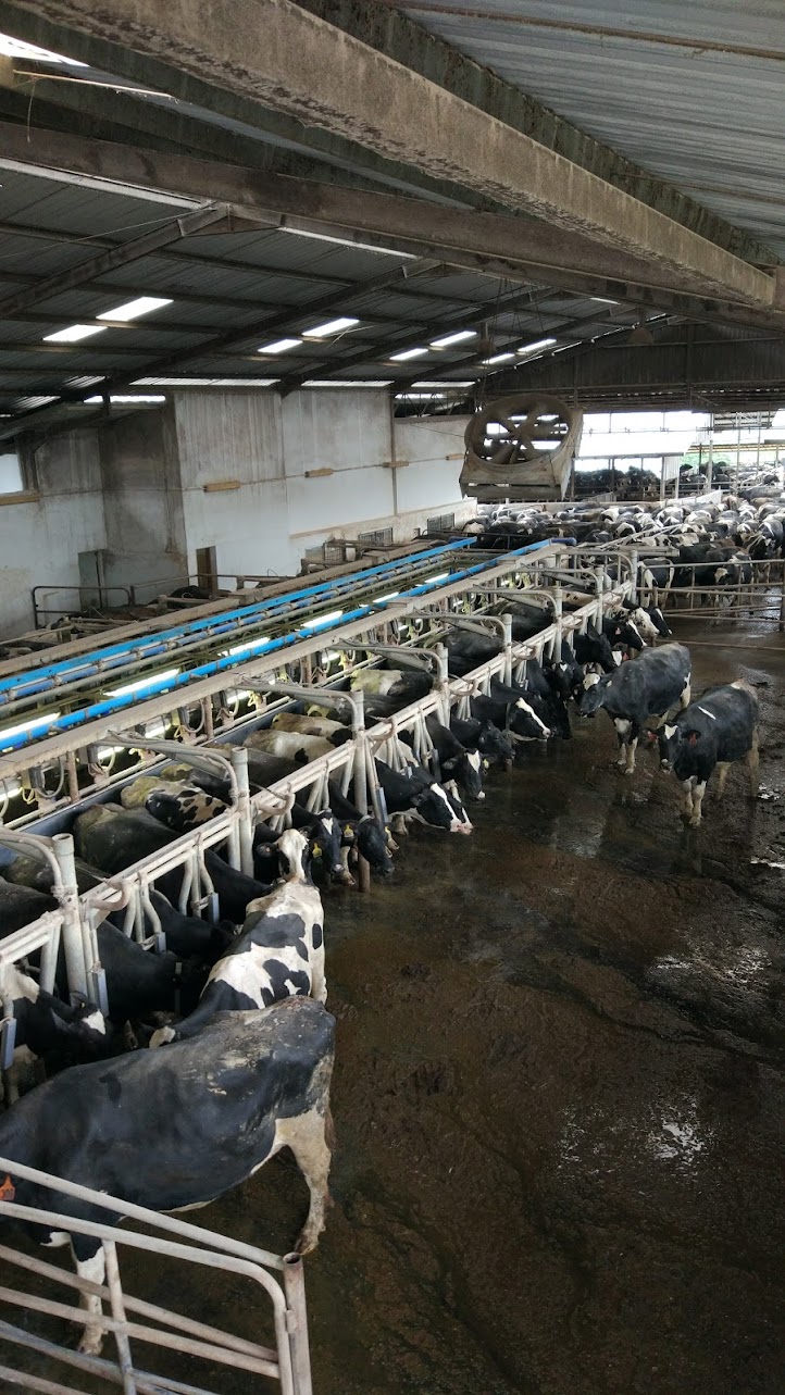 Cattle farm in Pangalengan