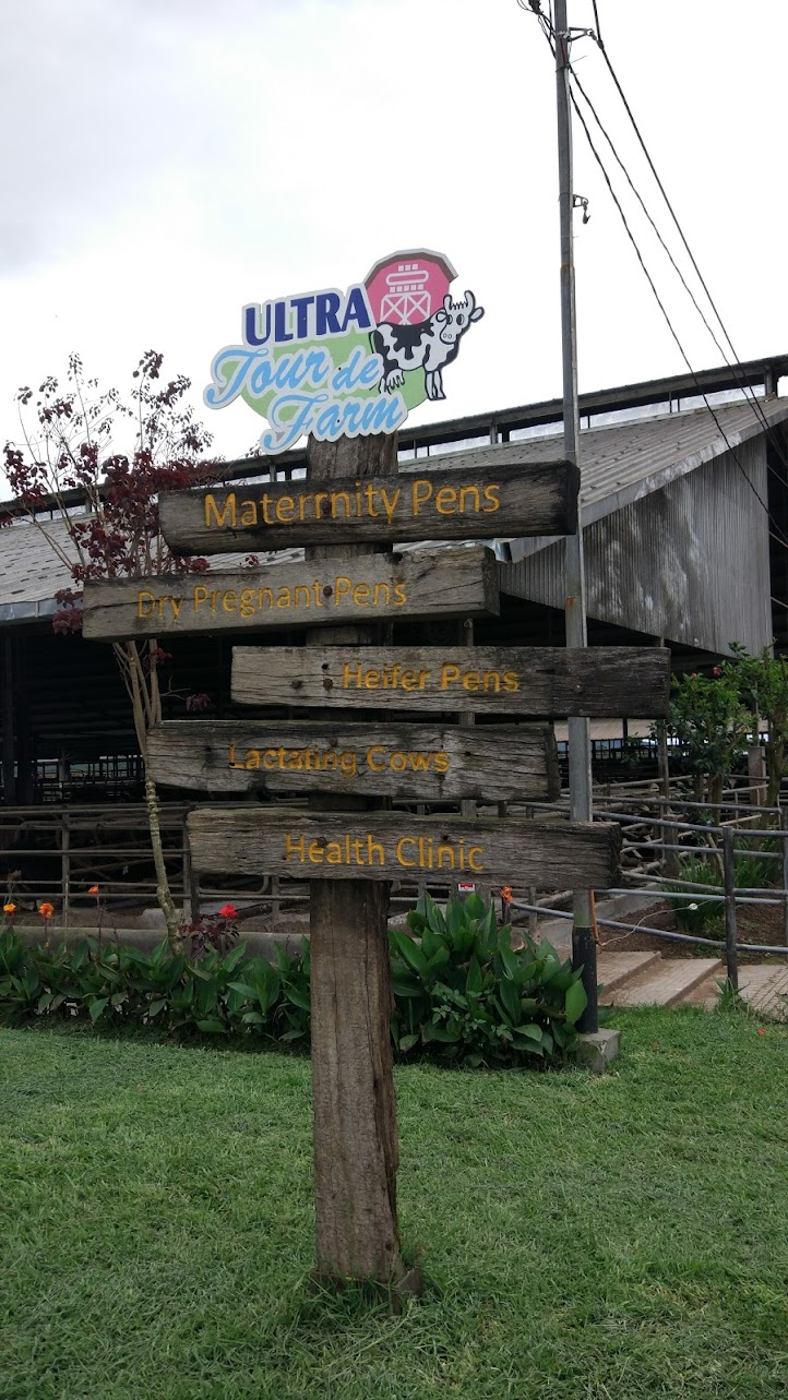 Cattle farm in Pangalengan