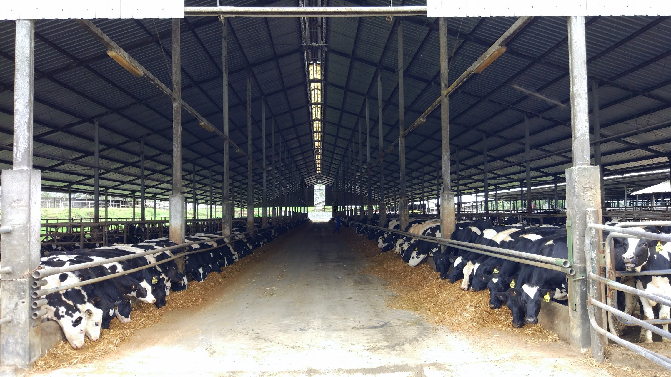 Cattle farm in Pangalengan